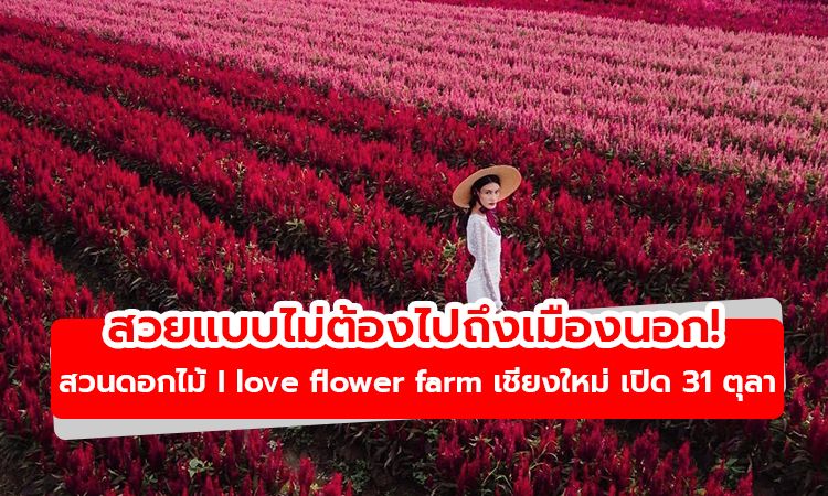 สวยแบบไม่ต้องไปถึงเมืองนอก! สวนดอกไม้ I love flower farm เชียงใหม่ เปิด 31 ตุลานี้