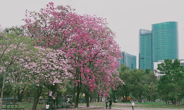 ชวนไปเปลี่ยนรูปโปรไฟล์ที่ "สวนรถไฟ" ดอกชมพูพันธุ์ทิพย์บานเต็มที่แล้ว