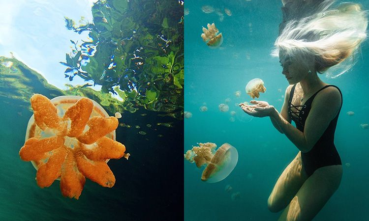 ดำผุดดำว่ายไปพร้อมกับแมงกระพรุนไร้พิษ ที่ Jellyfish Lake ประเทศปาเลา