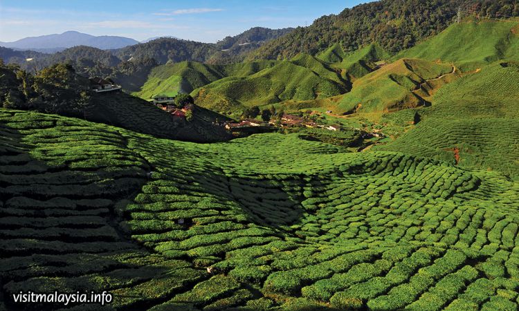 เที่ยวมาเลเซีย ชมไร่ชาที่ใหญ่ที่สุดที่ Cameron Highlands